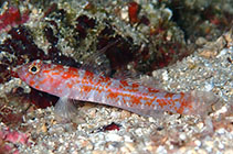 Image of Vanneaugobius dollfusi (Dollfus’ goby)