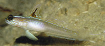 Image of Vanderhorstia nobilis (Majestic shrimpgoby)