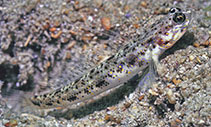 Image of Vanderhorstia phaeosticta (Yellowfoot shrimpgoby)