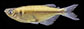 Chcal_m0.jpg
