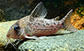 Honox_u0.jpg
