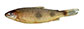 Hyaus_u3.jpg