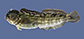 Isfla_m1.jpg