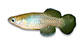 Lahut_u0.jpg