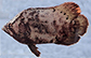 Losur_j2.jpg