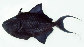 Odnig_u6.jpg