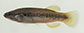 Prhec_m0.jpg