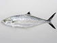 Sclys_u6.jpg