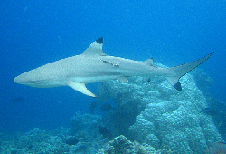 Carcharhinus_Melanopterus.jpg