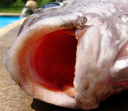 plectorhinchus_mouth.jpg