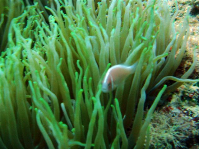 ../tools/UploadPhoto/uploads/Pink_anemonefish.jpg